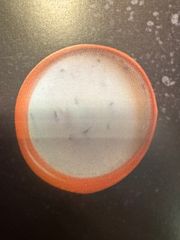 SALSA MAYO JALAPENO 4/10 SALSA MAYO JALAPENO 4/10