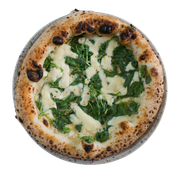 SPINACI