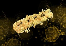 Krewetki z sosem wasabi