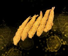 Krewetki królewskie - 5 szt